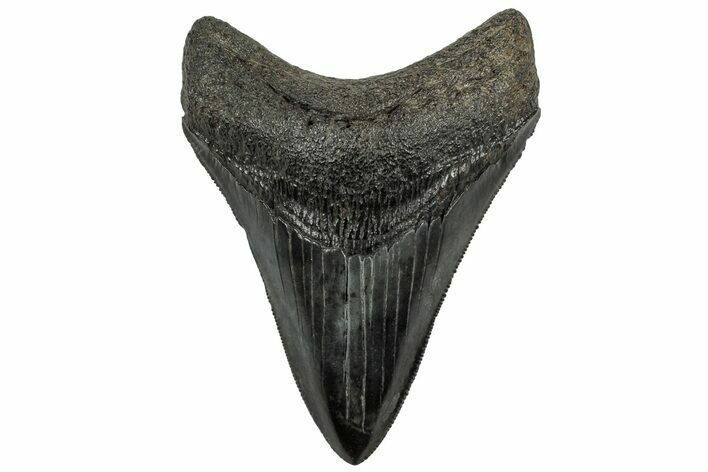 Serrated, Fossil Megalodon Tooth - South Carolina #321811
